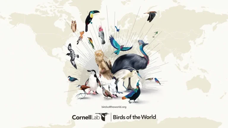 Decorative image to illustrate Birds of the World digital platform