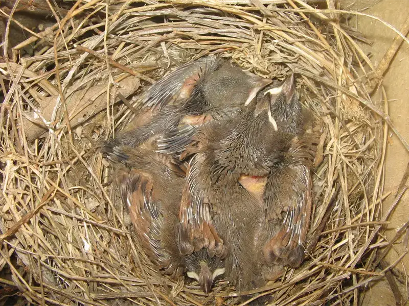 Four bird chicks on their cup shaped nest, resting while waiting for their parents to feed them