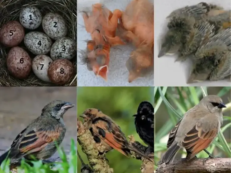 Collage of six different stages of growth from Screaming Cowbird bird