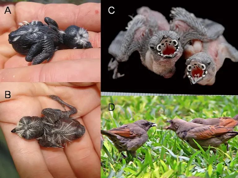 Figure of four different photos of young Screaming Cowbirds