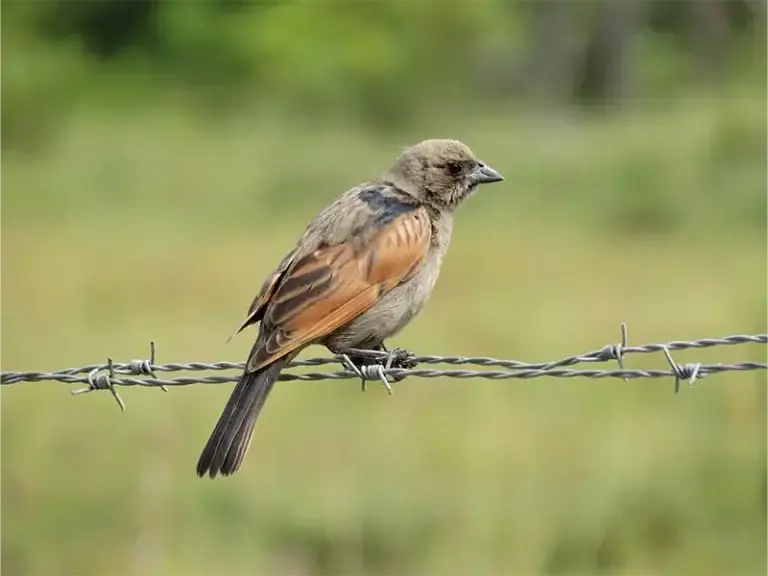 Young Screaming Cowbird bird perched on a spiky fence. It's plumage looks very similar to their host species, the baywing