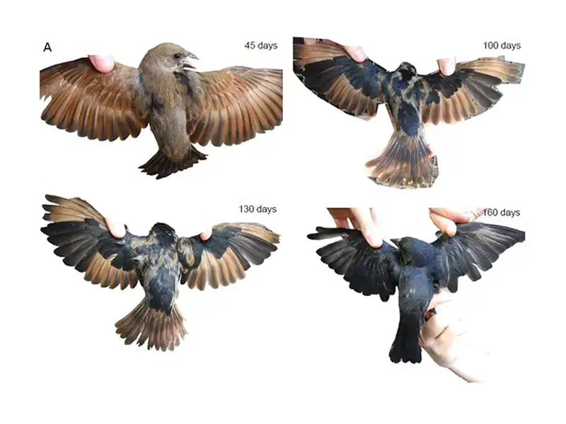 Decorative to represent the article "Preformative molt in brood parasitic Screaming (Molothrus rufoaxillaris) and Shiny (M. bonaeriensis) Cowbirds"
