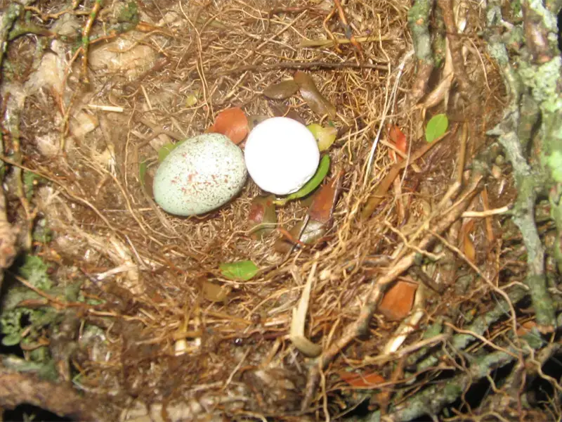 Experimental evidence for an antipredatory function of egg rejection behaviour in a common host of the brood-parasitic Shiny Cowbird
