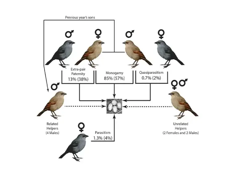 Graphic to illustrate the article "Kinship and genetic mating system of the Baywing (Agelaioides badius), a cooperatively breeding Neotropical Blackbird"