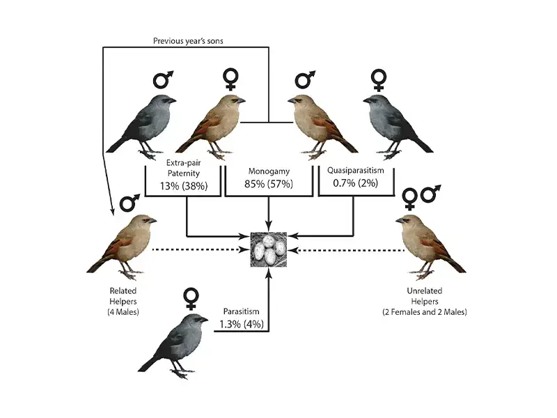 Graphic to illustrate the article "Kinship and genetic mating system of the Baywing (Agelaioides badius), a cooperatively breeding Neotropical Blackbird"