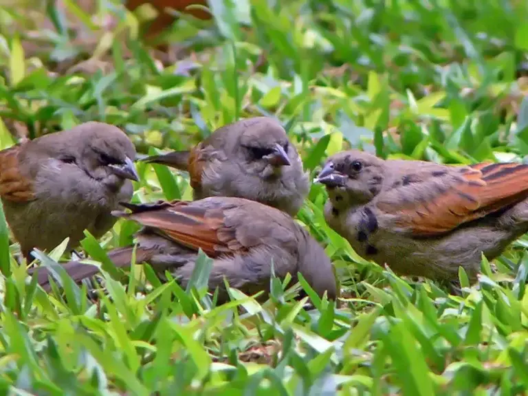 A group of four young Screaming Cowbird feeding on the grass
