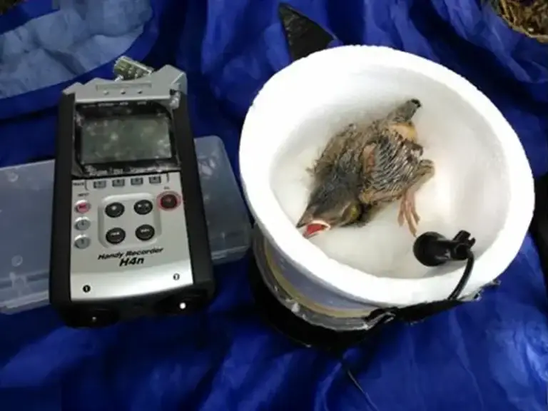 Decorative to illustrate the peer-reviewed article "Innate development of acoustic signals for host parent-offspring recognition in brood-parasitic Screaming Cowbird nestlings"