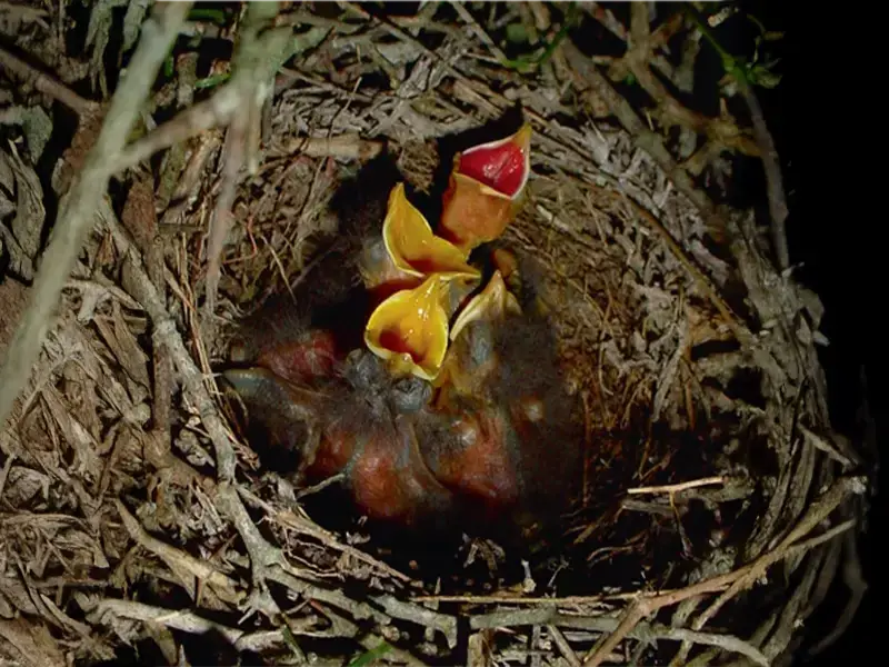 Four birds on a cup shaped nest, opening their yellow bills claiming to be fed
