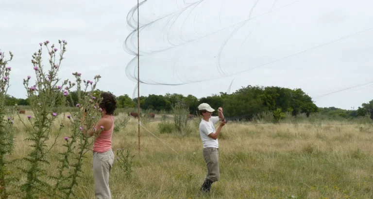 Cynthia Ursino and a fellow researcher working on a mist-net for safe capturing birds, for research purposes