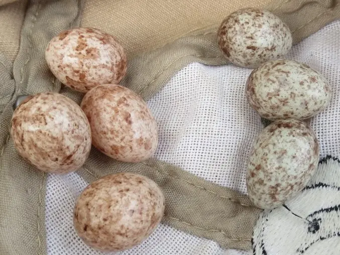 Seven bird eggs collected for research purposes, which were returned safely to the nest after studied
