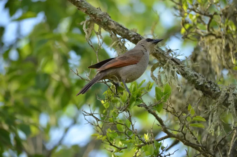 Adult Baywing bird perched on a tree