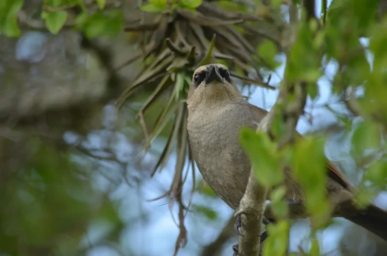Baywing adult bird perched on a tree. Their body is half covered by branches and leafs