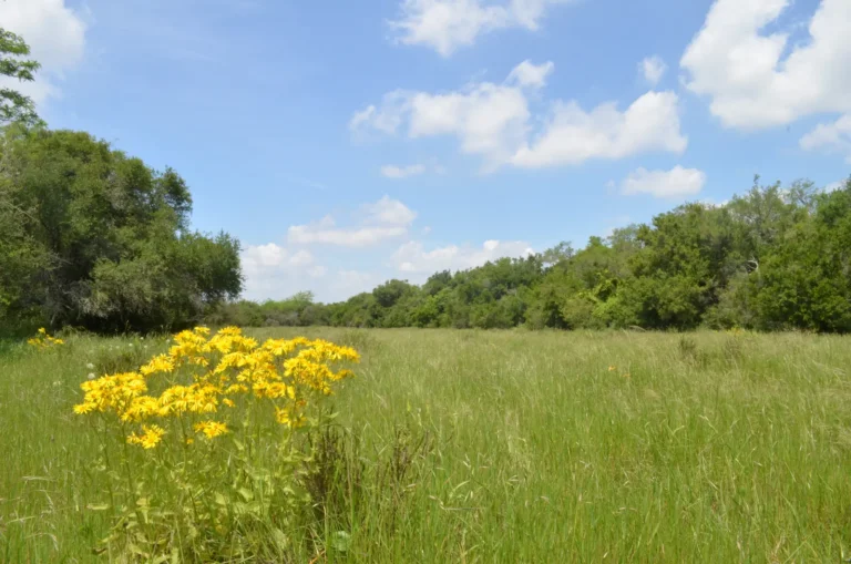 Grassland surrounded by a forest, with yellow flowers on the front of the image