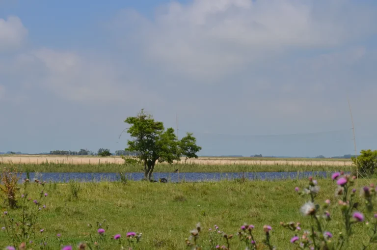 Landscape of a grassland, with a small lagoon on the middle. There is also one small tree standing in the middle of the composition