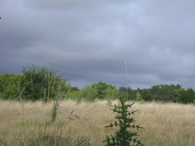 Landscape image of a grassland surrounded by a small forest.