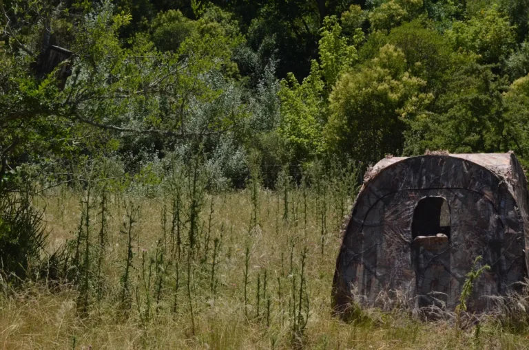 Field landscape image with tall grassland and a forest on the background. On the right side there is a hiding camouflaged tent for research purposes