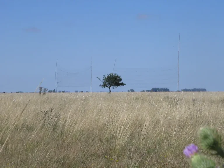 Panoramic image of a grassland with only one tree standing on the middle of the field. There are two mist-nets opened, waiting to catch the studied birds