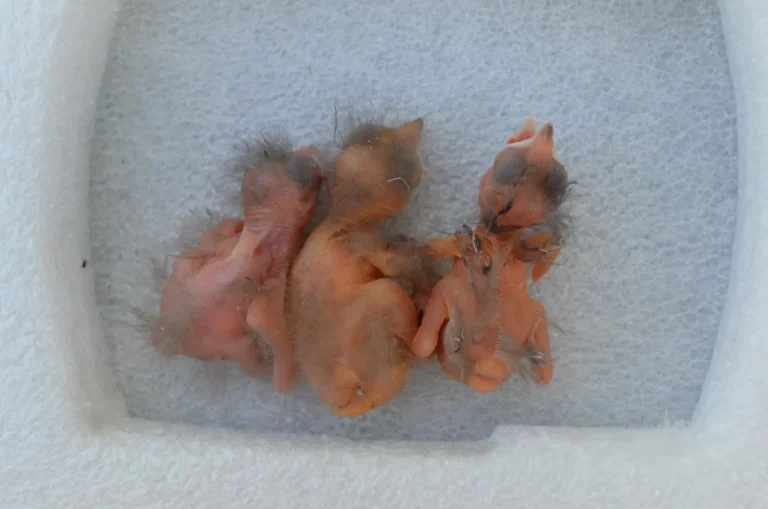 Three birds just hatched from their eggs