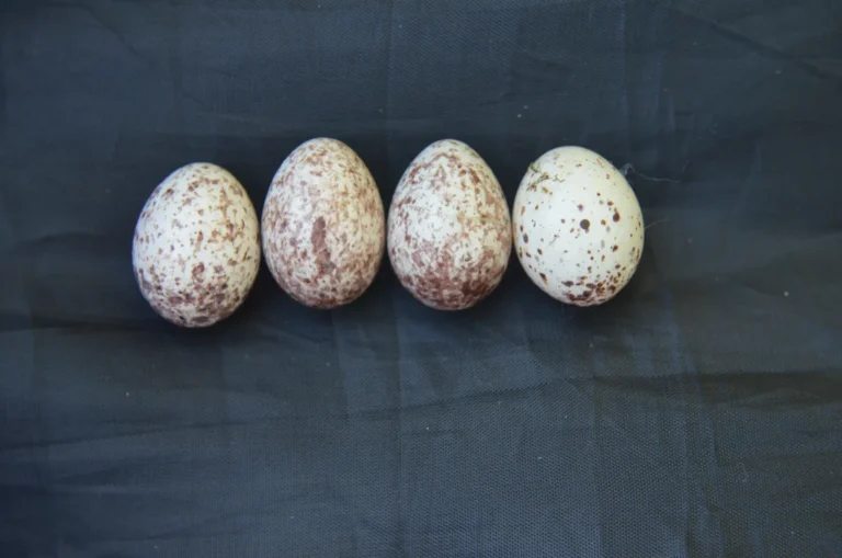 Four bird eggs, one is different, clearly from a parasitic species