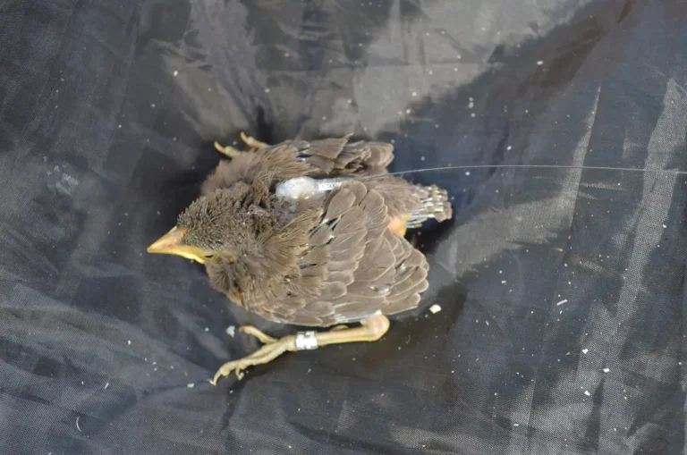 Young bird with a radio telemetry antena, one of the research actions to study their movements