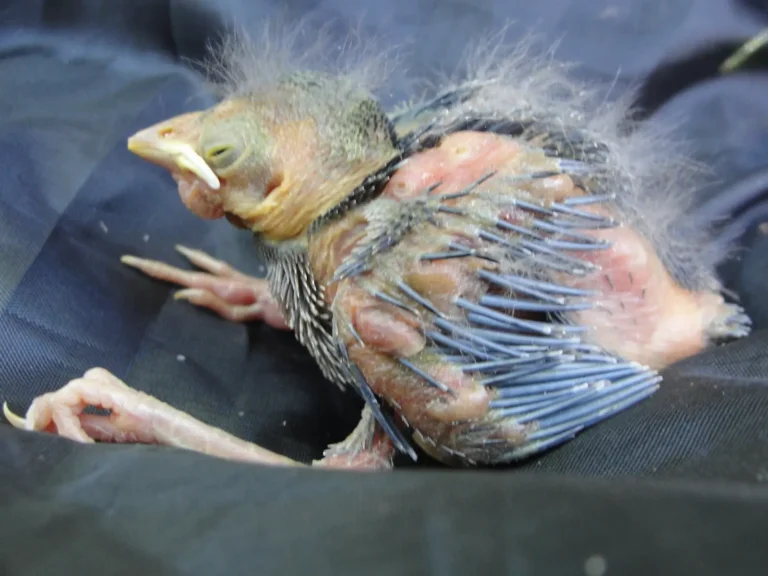Bird chick very young, still developing his feathers. The skin shows clear signs of Philornis infection