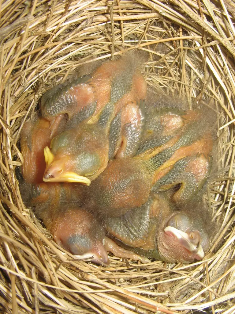 Bird chicks on a nest, just born, without feathers and with their eyes closed
