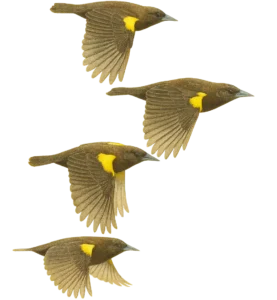 A realistic illustration of a group of four Brown and Yellow Marshbird (Pseudoleistes visceralis) all in flight to the same direction